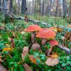 Начальник Департамента лесного комплекса области позвал вологжан в лес за грибами