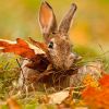 В Вологодской области открыт сезон охоты на лис и зайцев