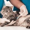 Харовчанам предлагают бесплатно вакцинировать домашних животных