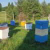 Пчеловодческий инвентарь и 70 пчелопакетов приобретет фермер из Междуреченского округа на средства грантовой поддержки
